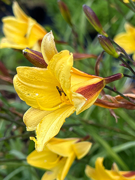 Daylily, Corky