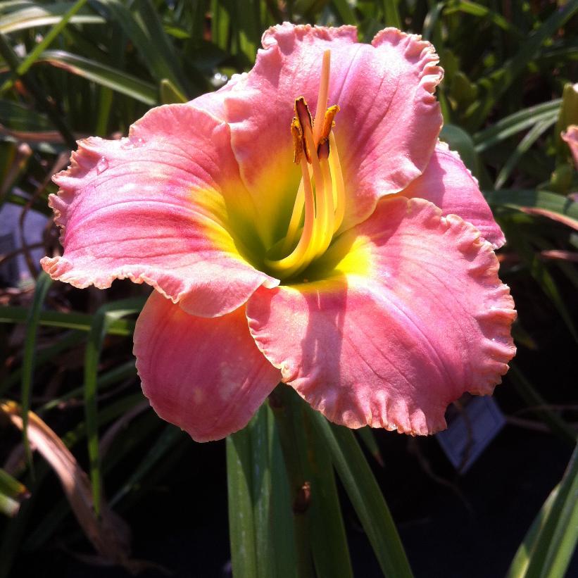 Daylily, Elegant Candy 1g