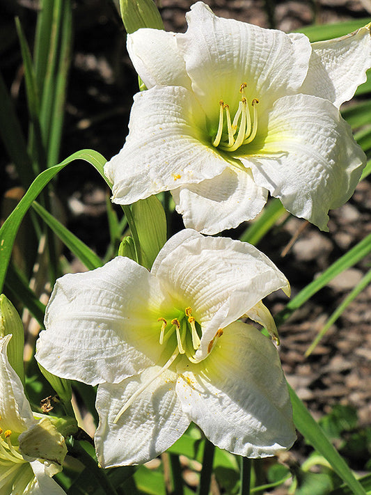 Daylily, Gentle Shepherd