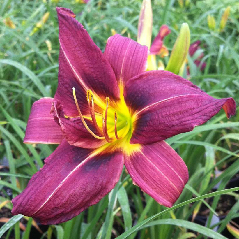 Daylily, Little Wine Cup 1g