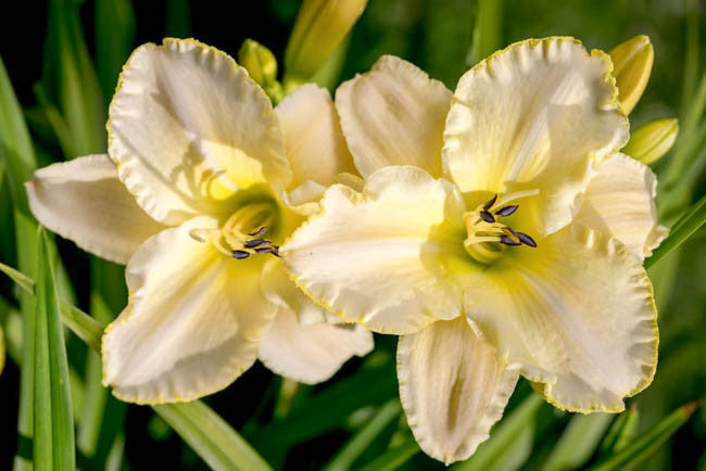 Daylily, Marque Moon