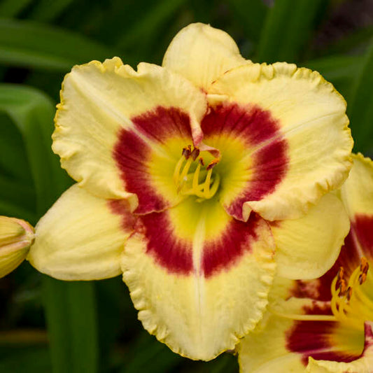 Daylily, Monterrey Jack