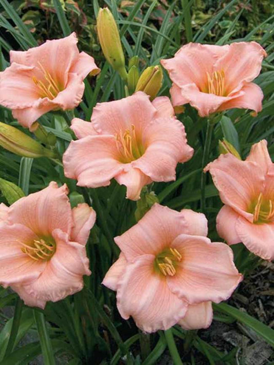 Daylily, On & On
