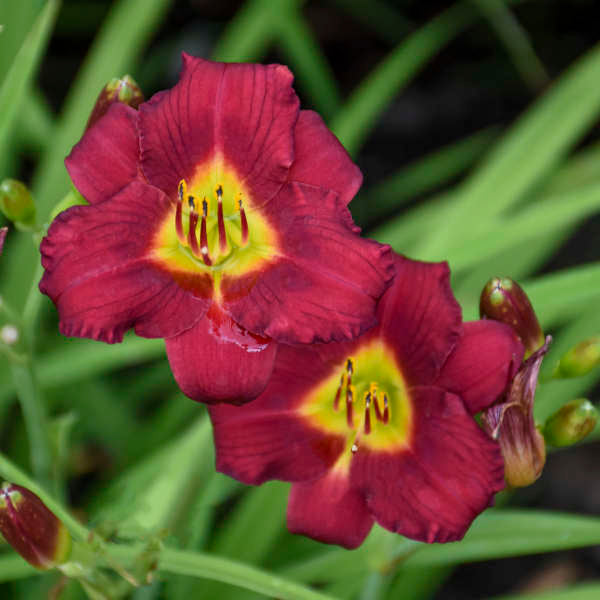 Daylily, Pardon Me 1g