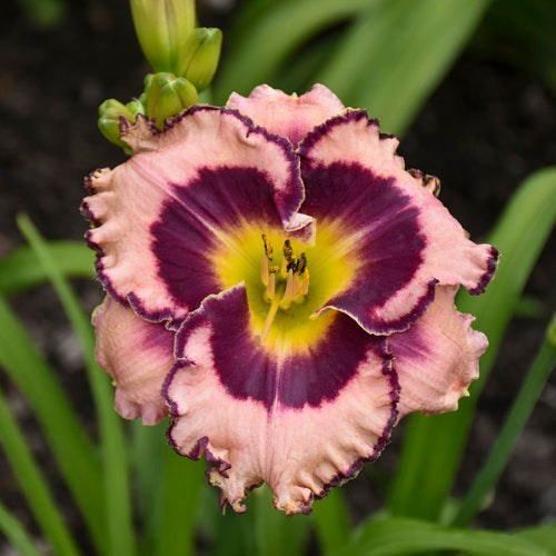 Daylily, Sound of My Heart