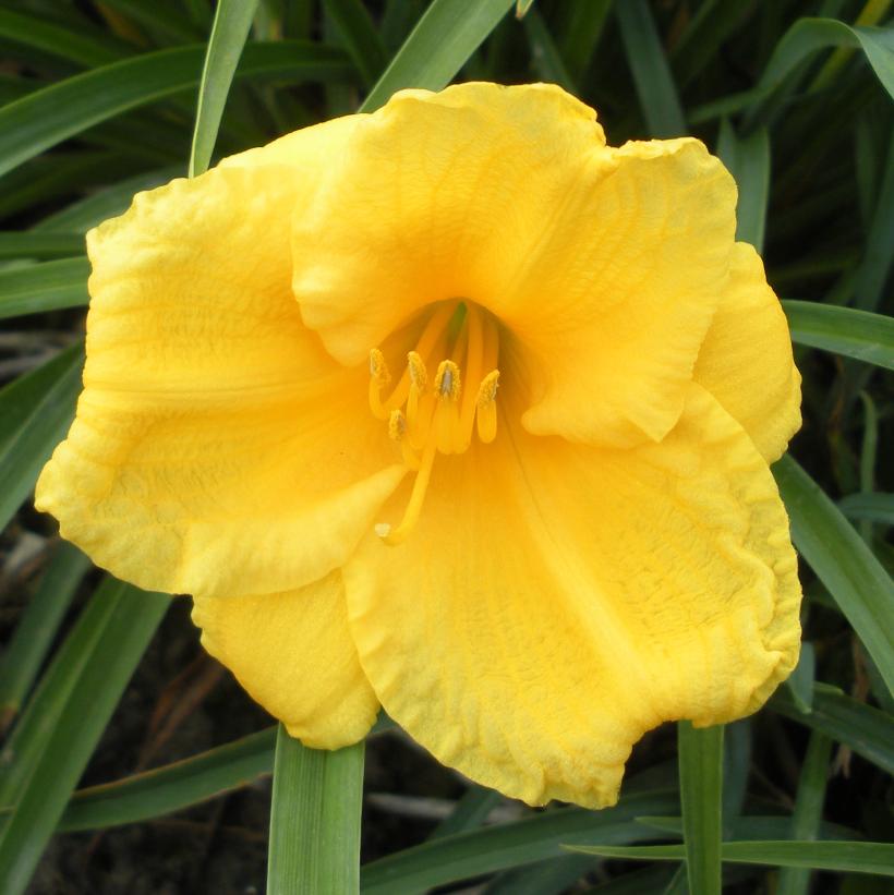 Daylily, Stella D'Oro