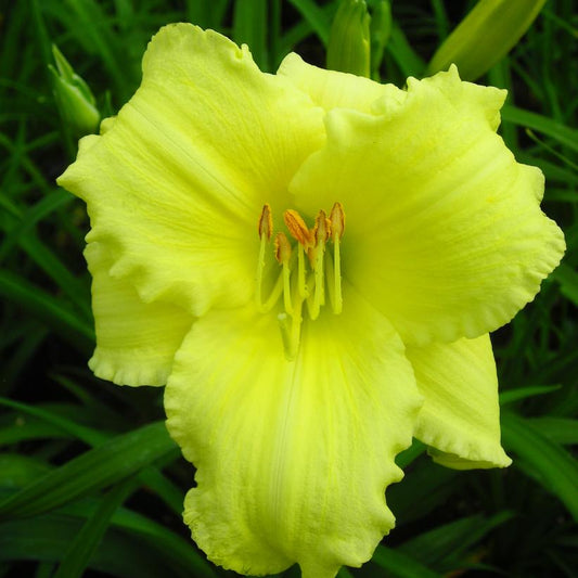 Daylily, Stella Supreme 1g