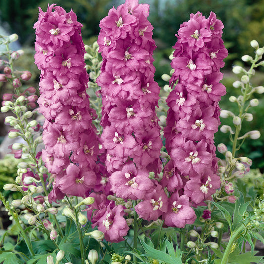 Delphinium, Cherry Blossom/White Bee 1g