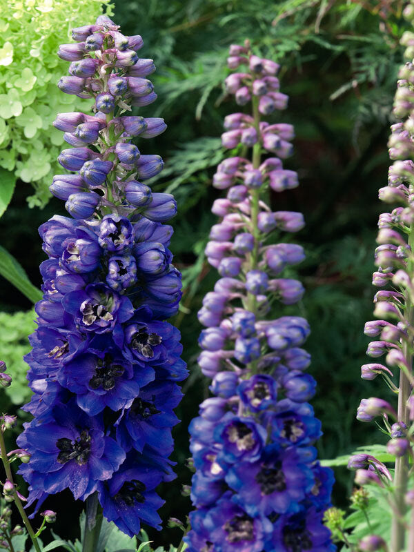 Delphinium, Dark Blue Black Bee