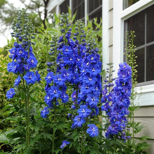 Delphinium, Guardian Blue 1g