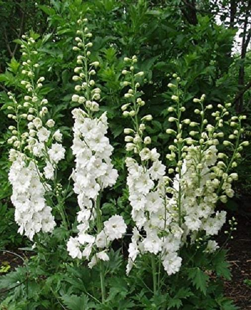 Delphinium, Magic Fountains Pure White