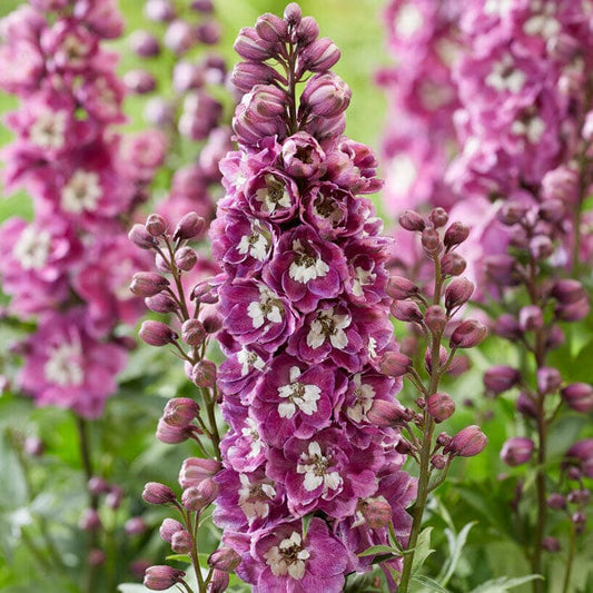 Delphinium, Pink White Bee