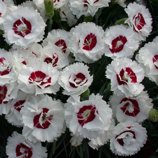 Dianthus, Coconut Surprise 1 qt