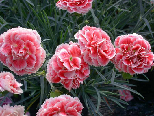 Dianthus, Scent First Coral Reef