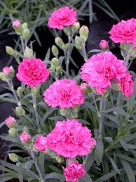 Dianthus, Early Bird Sherbet