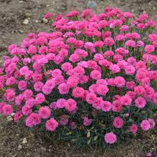 Dianthus, Pretty Poppers Double Bubble 1 gallon