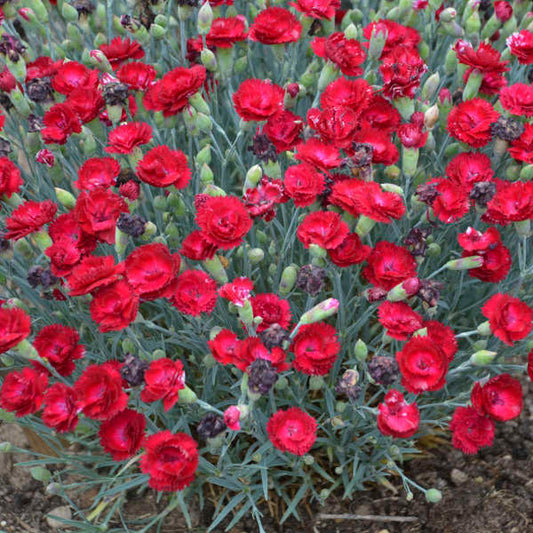 Dianthus, Pretty Poppers Electric Red 1g