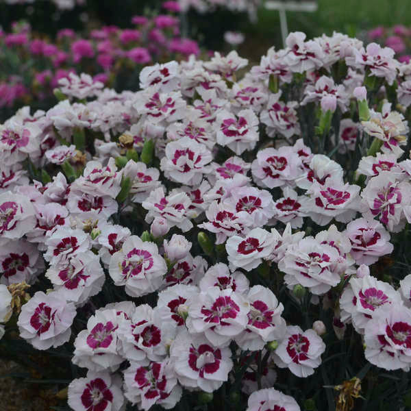 Dianthus, Pretty Poppers Kiss & Tell 1g