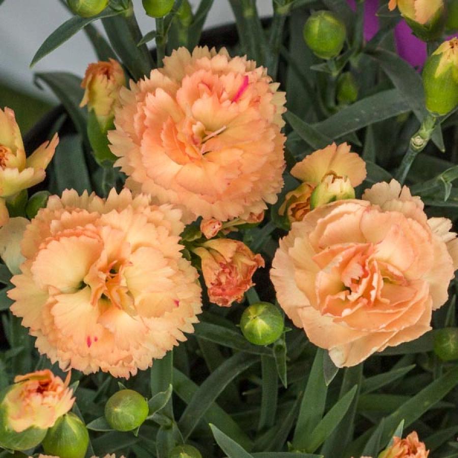 Dianthus, SuperTrouper Orange Carnation 1g