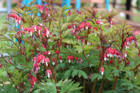 Bleeding Heart, Valentine 1g