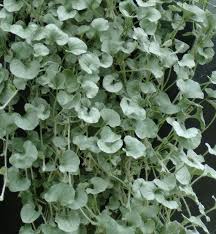 Dichondra, Silver Falls