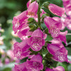 Foxglove, Panther