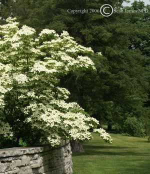 Dogwood, Chinese Flowering 7g