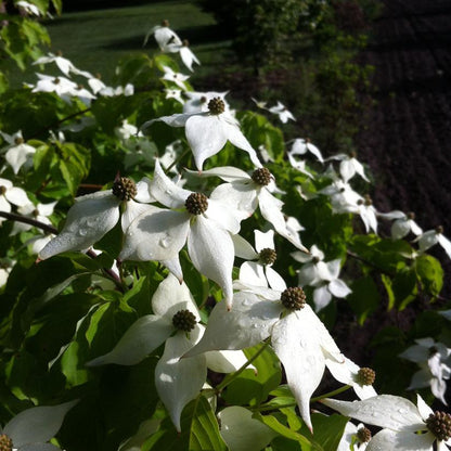 Dogwood, Chinese Flowering 7g