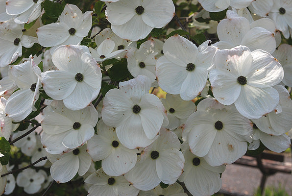 Dogwood, Eddie's White Wonder Tree 7g