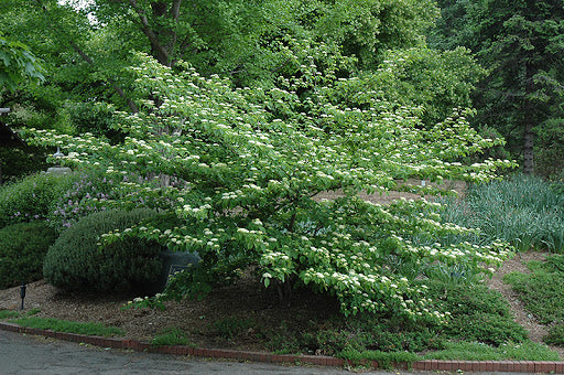 Dogwood, Pagoda 2g