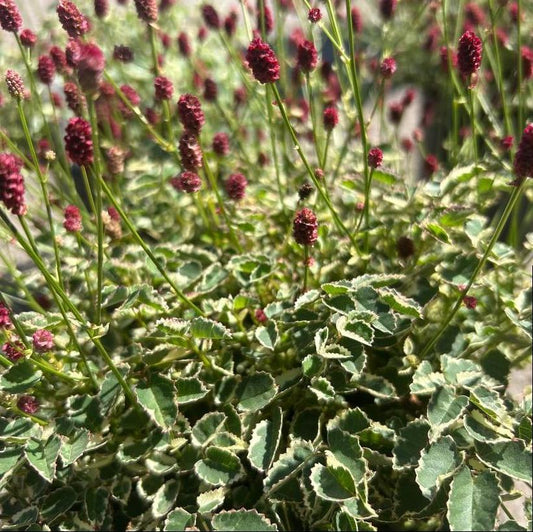 Dwarf Burnet, Little Angel