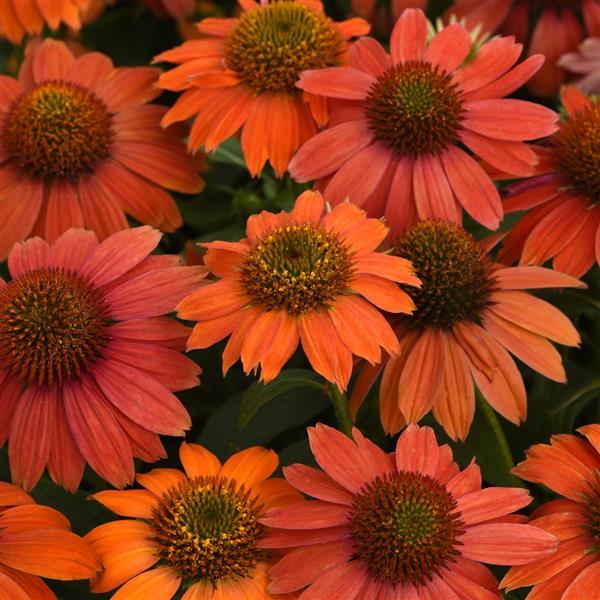 Coneflower, Artisan
