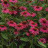 Echinacea, Artisan Rose Brilliant