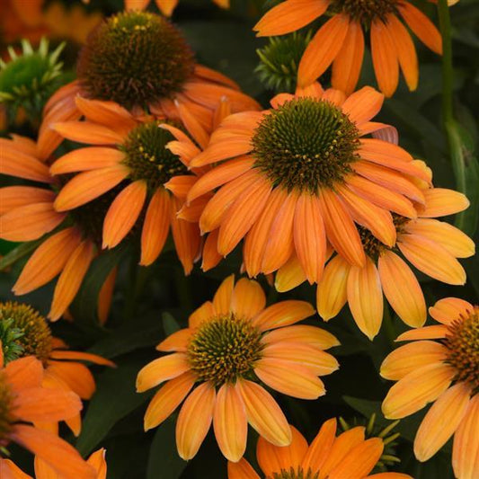 Coneflower, Artisan Soft Orange