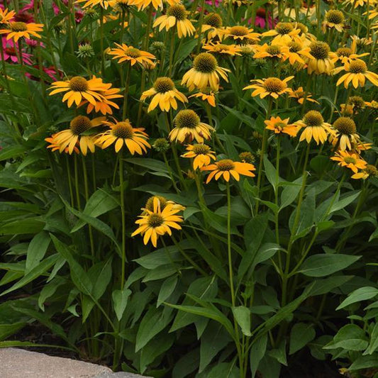 Echinacea, Artisan Yellow Ombre