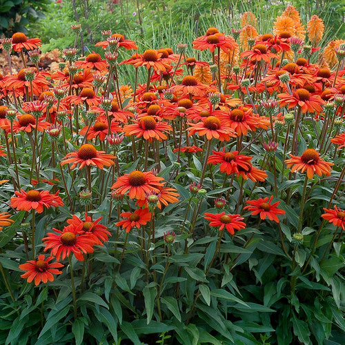 Coneflower, Butterfly Orange Skipper 1g