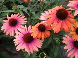 Coneflower, Butterfly Rainbow Marcella 1g