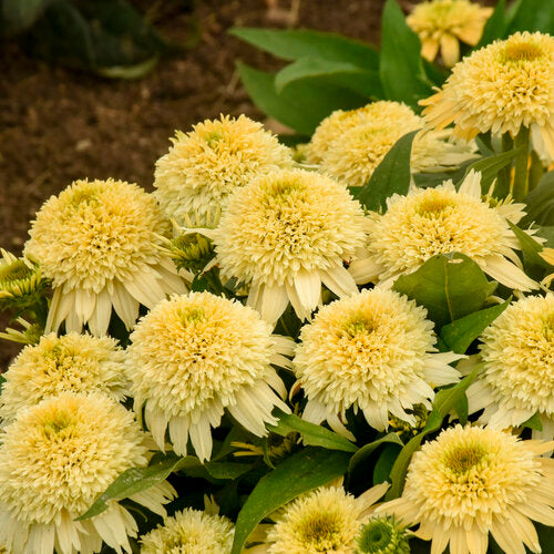 Coneflower, Double Coded Butter Pecan