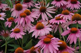 Coneflower, Magnus 1g