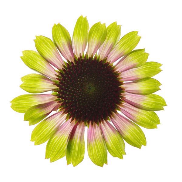 Coneflower, Prairie Blaze Vintage Lime