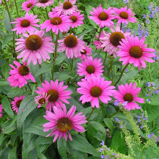Coneflower, Ruby Star
