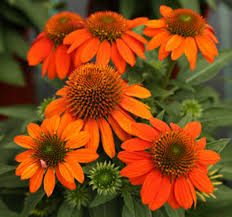 Coneflower, Sombrero Fiesta Orange 1g