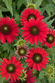 Coneflower, Sombrero Baja Burgundy