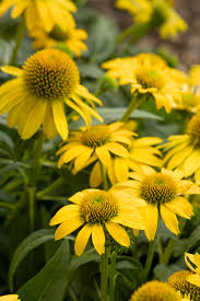 Coneflower, Sombrero Lemon Yellow 1g