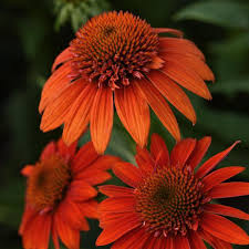 Coneflower, Sombrero Mandarin Mambo