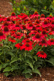 Coneflower, Sombrero Salsa Red