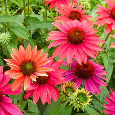 Coneflower, Sombrero Tres Amigo 1 gallon