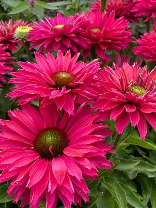 Coneflower, Sunseeker Sweet Fuchsia