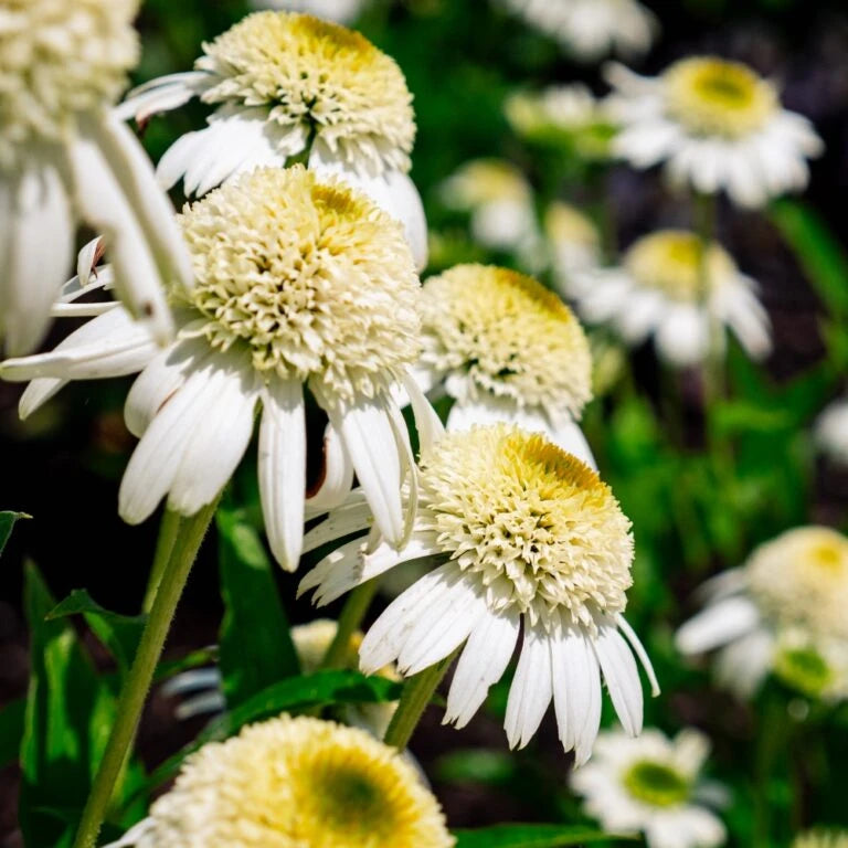 Coneflower, Vanilla Drip