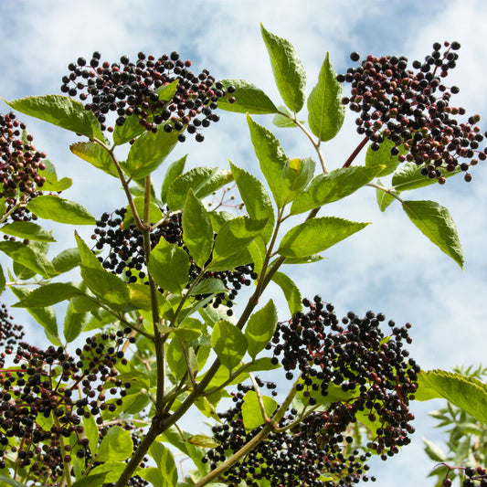 Elderberry, York 2g